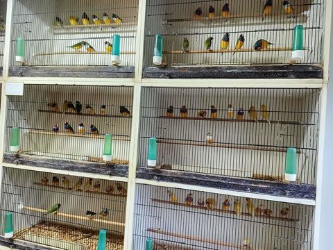 Rachete oiseaux 1 14310 Villers-bocage