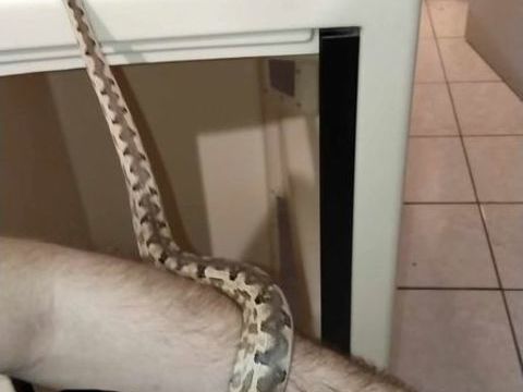 Divers serpent disponible 1 66000 Perpignan