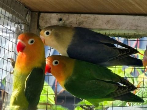 Ins&eacute;parable Fischer &agrave; Caudrot 33. 60 33490 Caudrot