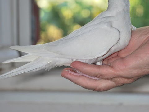 calopsittes eam males 50 83000 Toulon