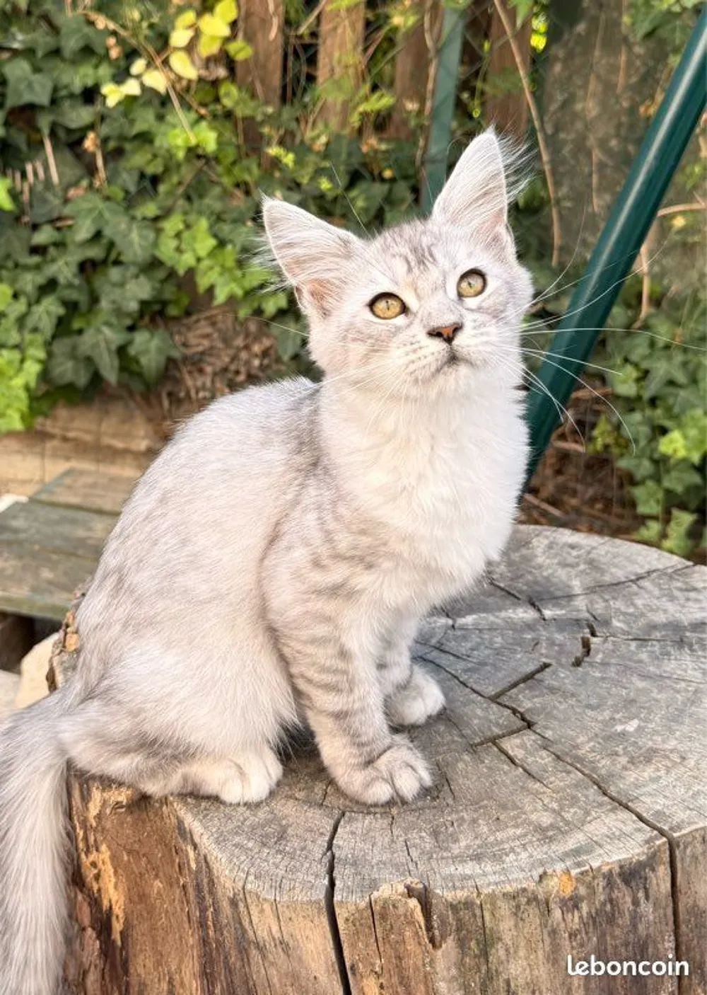 Femelle Maine Coon LOOF polydactyle chaton 1000 13400 Aubagne