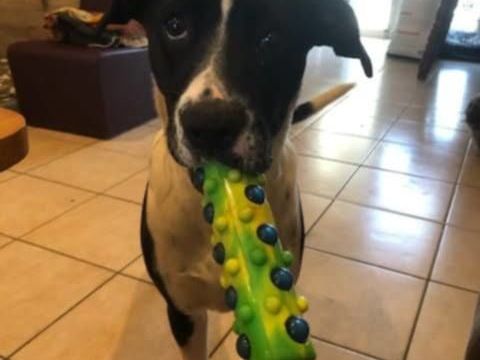 Chien LUNA à l adoption 300 07800 Saint-georges-les-bains