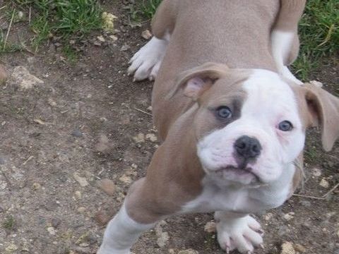 Adorables chiots bouledogue américain disponibles inscrits N 1450 18140 Herry