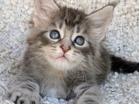 &Agrave; adopter, Harry, adorable chaton de 2 mois 0 25000 Besançon