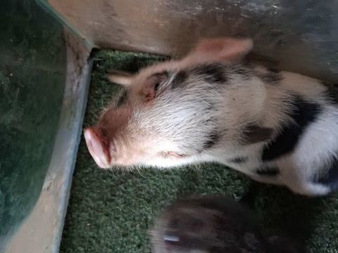 Petit cochon nain 150 97424 Saint-leu