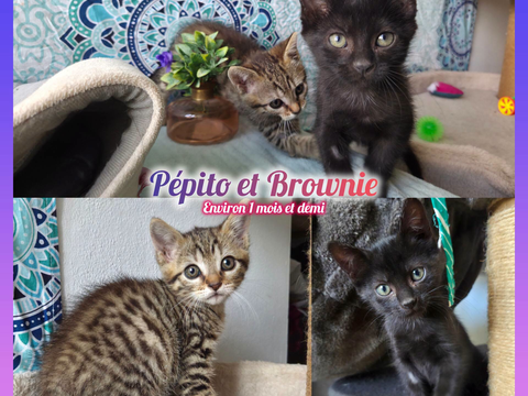 Brownie et P&eacute;pito &agrave; l'adoption (ensembles ou s&eacute;paremment) 200 12200 Villefranche-de-rouergue