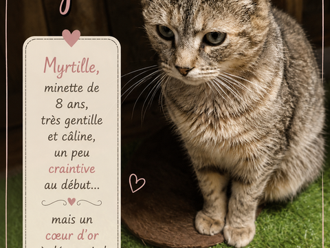 🐱 Adorables chats &agrave; adopter sous contrat associatif avec engagement de bientraitance 🐾 100 31100 Toulouse