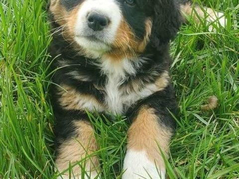 chiot bouvier Bernois non lof n&eacute;e le 10janvier2926 950 55160 Labeuville