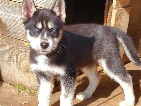 Magnifiques chiots husky sibérien 550 07160 Mariac
