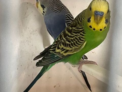 Perruches Ondulée de Concours 20 68700 Aspach-le-haut