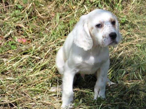chiots setter anglais lof 650 82700 Montech