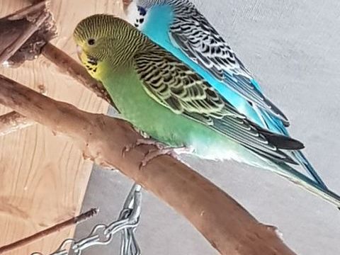 Perruches ondul&eacute;es (naissance 2025) 5 27350 �tr�ville