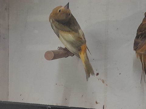 MALE CANARI MAGELLAN X RAZA JASPE 2025 80 95170 Deuil-la-barre