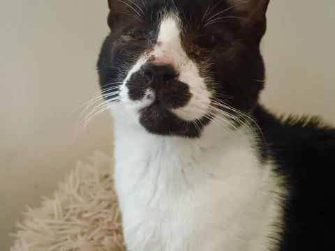 Chaitan, chat noir et blanc &agrave; adopter 200 18210 Bessais-le-fromental