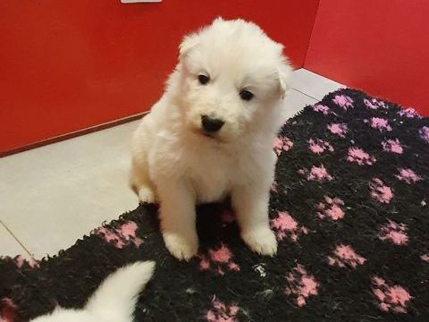 Chiots Bergers Blanc Suisse LOF &agrave; R&eacute;server 1850 39570 Revigny