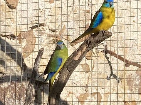 Perruches turquoisines B25 40 49125 Tierc