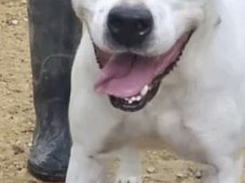 Loopy  230 26700 Pierrelatte