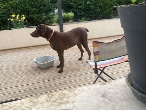 ADOPTION 0 86380 Vendeuvre-du-poitou