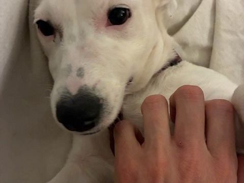 Snoop est &agrave; l'adoption! 0 34000 Montpellier