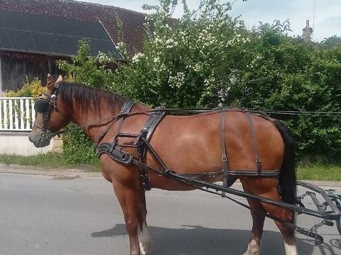 Cheval pour attelage de loisir 1500 77114 Herm�
