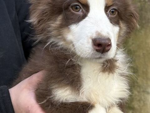 Chiot berger australien femelle 300 28400 Nogent-le-rotrou