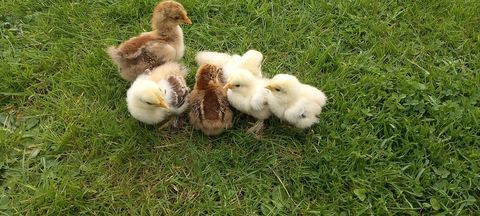 Poussin bantame de P&eacute;kin 6 59310 Auchy-lez-orchies