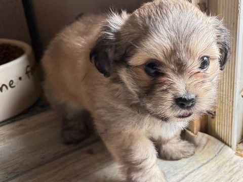 Jolis m&acirc;les malshi ( shih-tzu x bichon) 850 61230 Cisai-saint-aubin