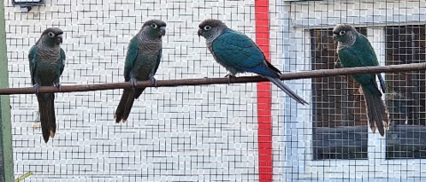 Jeunes Conure Pyrrhura Molinae turquoise. 80 44190 Gétigné