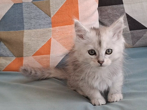 chaton m&acirc;le Maine Coon LOOF 1600 83000 Toulon