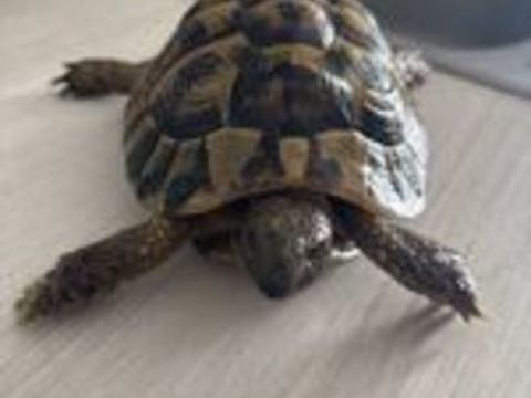   mal tortue  