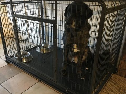 Cage pour chiens 300 45230 La bussi�re