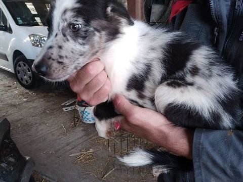 chiots border collie 400 59310 Landas