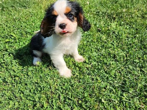Chiots LOF Cavalier King Charles 1700 51370 Ormes