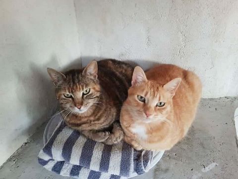 Jai et Fri 2 adorables chattes inséparables cherche sauveur 80 11000 Carcassonne