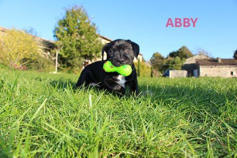 STAFFIE 1000 79120 Mess