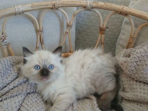 Chatons Ragdoll 1400 29270 Cléden-poher