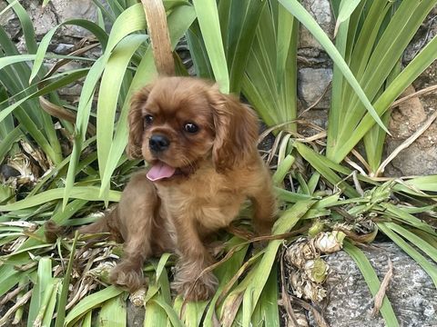 Vends superbes chiots Cavaliers King Charles LOF 1700 30770 Campestre-et-luc