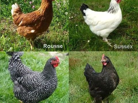 Poule pondeuse rousse, sussex, harco, coucou, bleu cendr&eacute; :) 23 77540 Courpalay