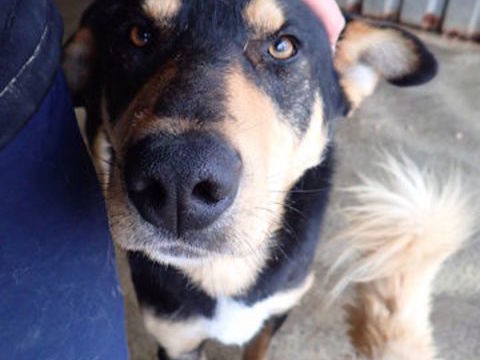 Elton &agrave; l'adoption 300 38000 Grenoble