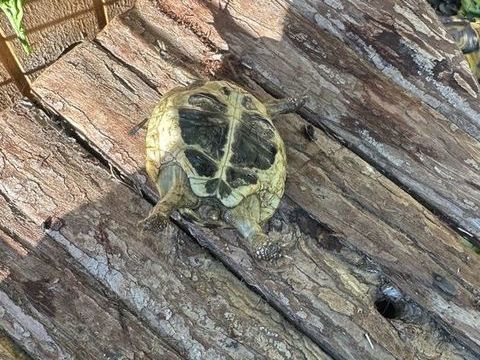 Mes petites choupinette (ILE DE FRANCE) 100 91800 Brunoy