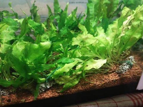 Crevette red cherry 0 07370 Ozon