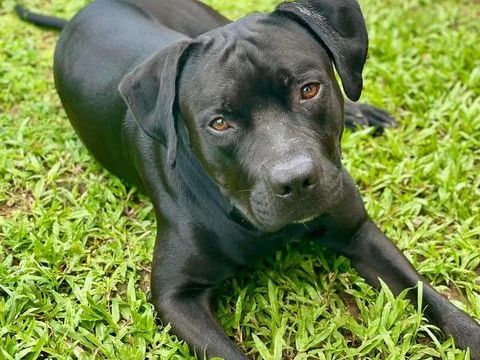 Tito, mâle croisé berger, né le 10/02/2022 &#128054; 380 68000 Colmar