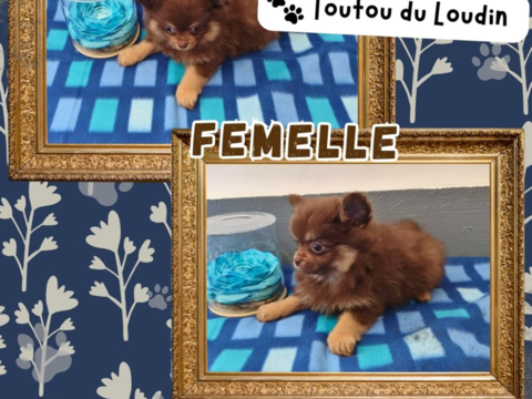 Chiot spitz femelle 1500 18140 Pr�cy