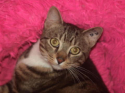 ZIGZAG CHAT TIGRE BLANC 4 ANS 195 92260 Fontenay-aux-roses