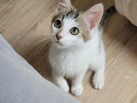 AROU 150 22100 Saint-hlen