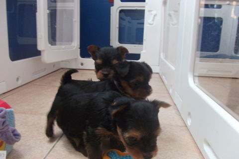 magnifique chiot yorkshire 1250 30000 N�mes