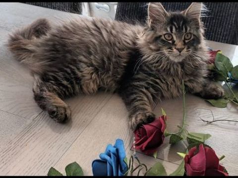 Maine coon  femelle loof 1000 62850 Alquines