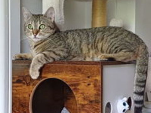 ISO Chat tigrée 2 ans 195 92260 Fontenay-aux-roses