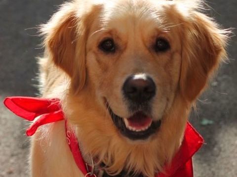 Golden Retrievers ,belle port&eacute;e n&eacute;e mercredi 7 janvier 202 1400 38300 Nivolas-vermelle