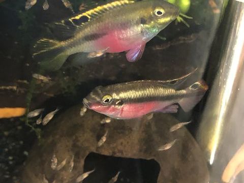 poissons pelvicachromis pulcher pelmato kribensis 3 57300 Mondelange